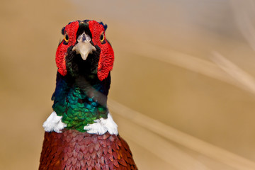 Pheasant male closeup