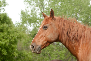 Naklejka na ściany i meble Profile of a horse