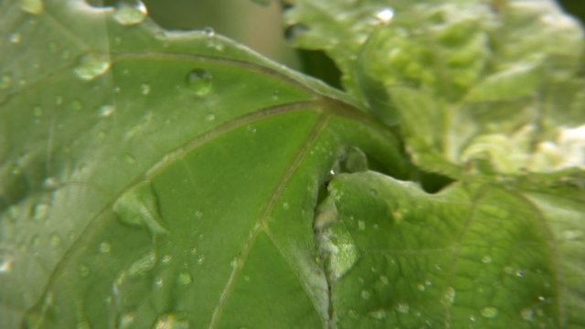 Agua y planta