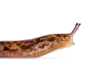 Slug on a white background