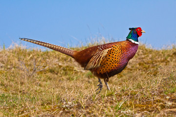Pheasant male in the dunes