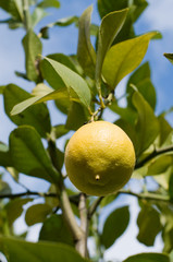 Lemon Tree with Fresh Lemon