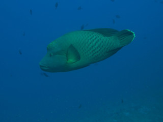 Naklejka premium Napoleon am Elphinstone Riff