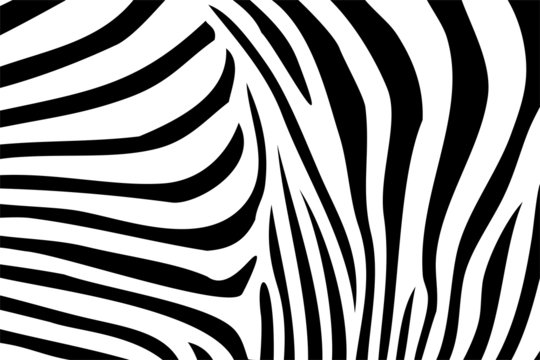 Zebra Textur 02