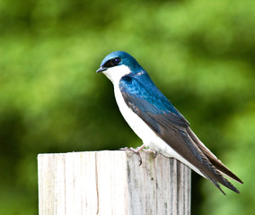 BLUEBIRD