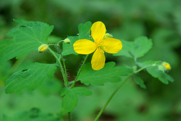 Schöllkraut - greater celandine 01