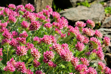 Wundklee - Anthyllis montana 01