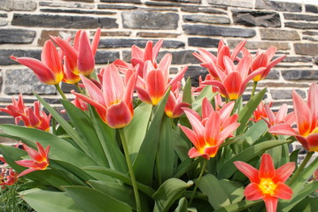 Tulpe
