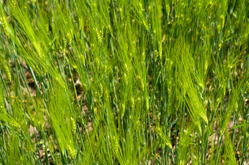Green wheat field