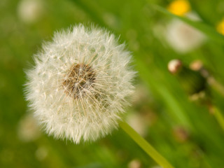 Fototapeta premium pretty white ball of dandelion against green background