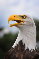 American bald eagle
