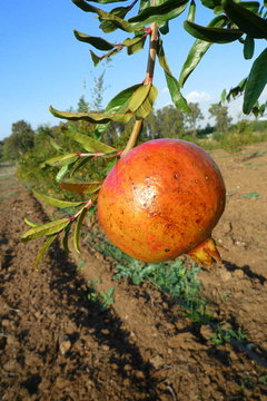 Solitary Pomegranate on branch