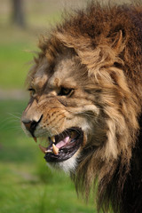 Angry lion