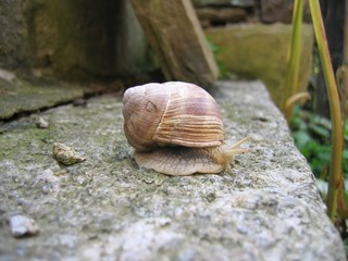 Schnecke
