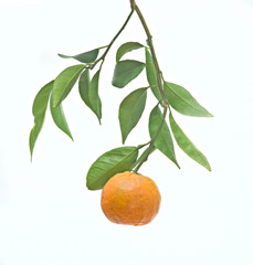 Tangerine on branch  isolated on white background