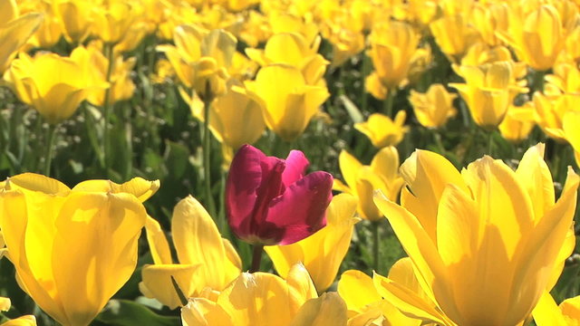 Single red tulip in a field of yellow tulips