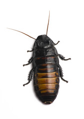 Cockroach on White