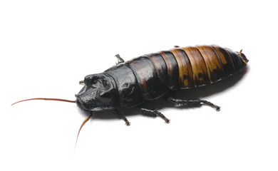 Cockroach on White