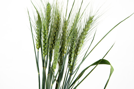 Bl&eacute; (Triticum)