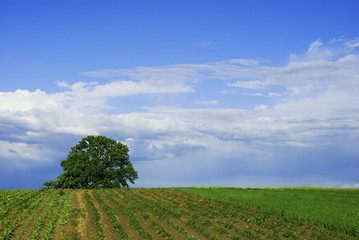 Green field, the blue sky and white clouds