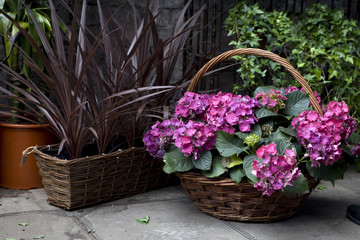 hydrangea flower in the street