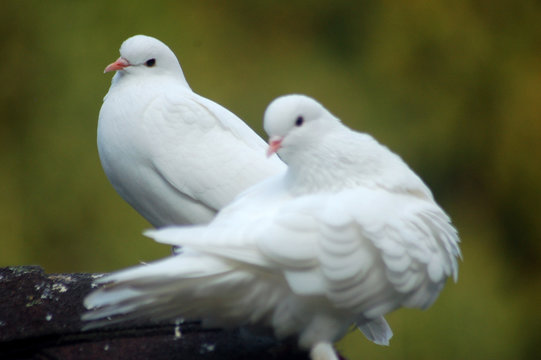 Weisse Tauben