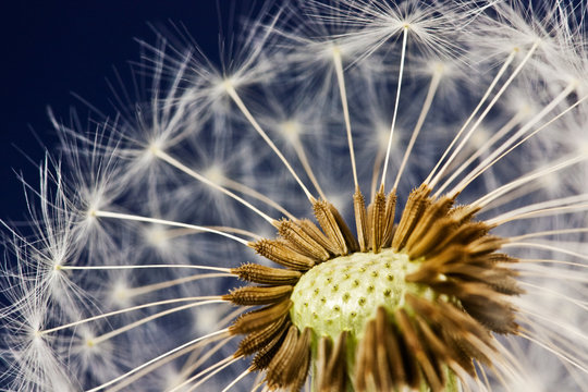 Fototapeta blowball on dark blue background