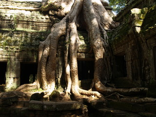 Fototapeta na wymiar Drzewo na podjęcie świątyń Angkor, Kambodża