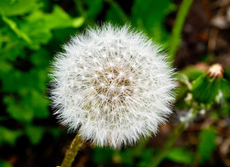 white dandelion