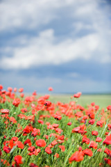 Beautiful red poppy field