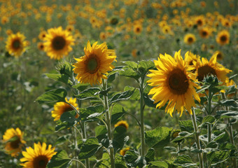 Sonnenblumen Sonnenblumenfeld