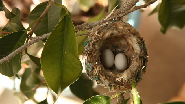 2 Hummingbird Eggs in a Nest in a Tree