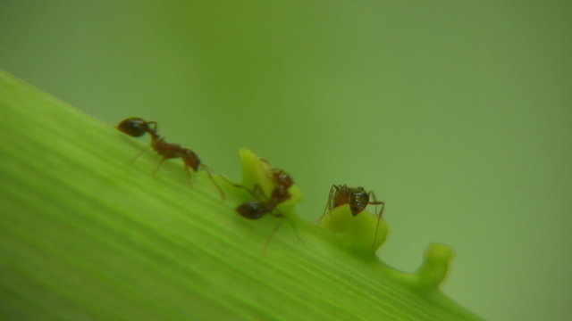 Hormigas
