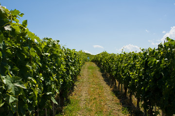 Fototapeta na wymiar Beautiful Vineyard Landscape in Italy