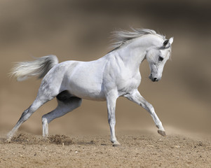 Naklejka na ściany i meble biały ogier koń biegnie galopem w pustynię kurzu, farby collage