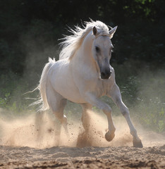 Fototapeta premium biały koń biegnie galopem w pyle