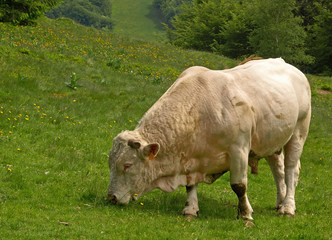 TAUREAU BLANC