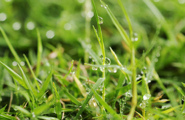 water drop on grass