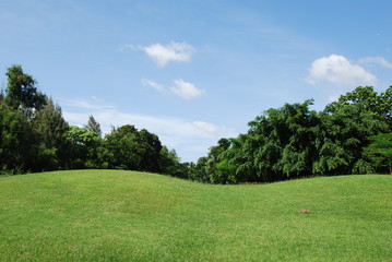 grass field