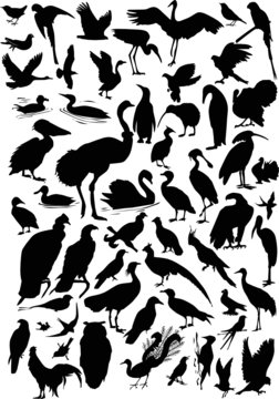 fifty seven bird silhouettes