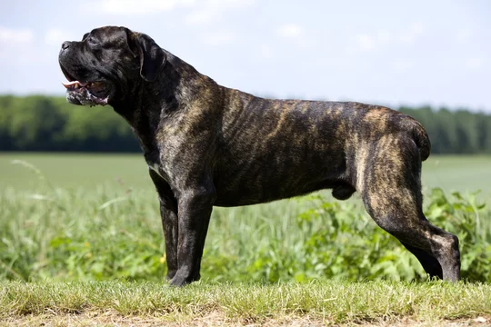chien cane corso bringé de profil en position standard Stock Photo | Adobe  Stock
