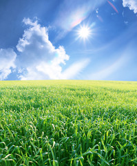 Summer sunny landscape