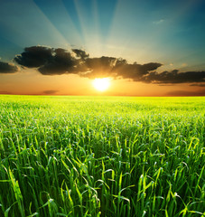 Image of Summer meadow and beauty sunset printed on Printed Glass Splashbacks