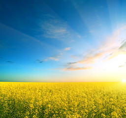 field of yellow grass and sunset