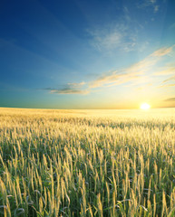 Naklejka premium Summer field of ears and sunset sky