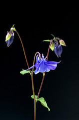 Akelei, Aquilegia vulgaris
