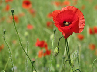 Obraz premium Coquelicots