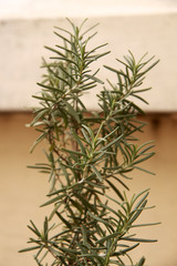 rosemary plant