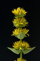 Gelber Enzian, Gentiana Lutea
