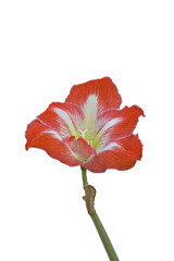 Flor roja aislada